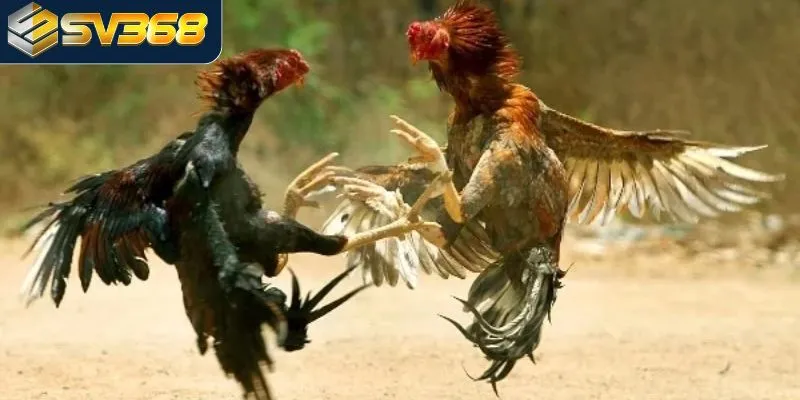 Chọi gà cựa dao và những điều khoản cơ bản