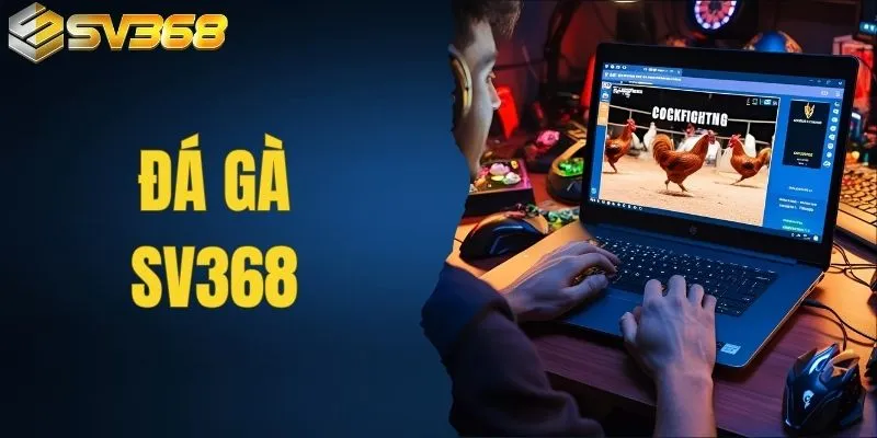 Đá Gà SV368 - Livestream Từ Các Đấu Trường Danh Tiếng